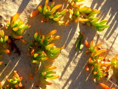 Beach garden photo