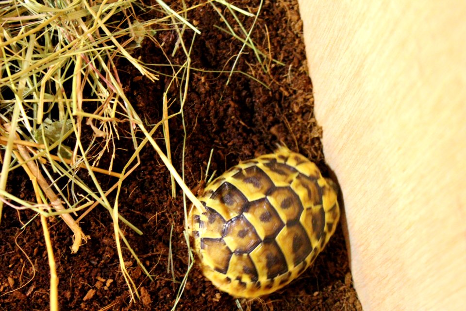 Turtle