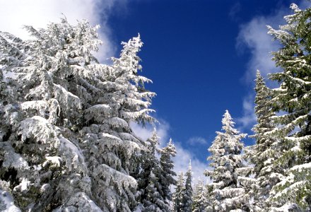 Snow Covered Trees, Mt Hood National Forest.jpg photo