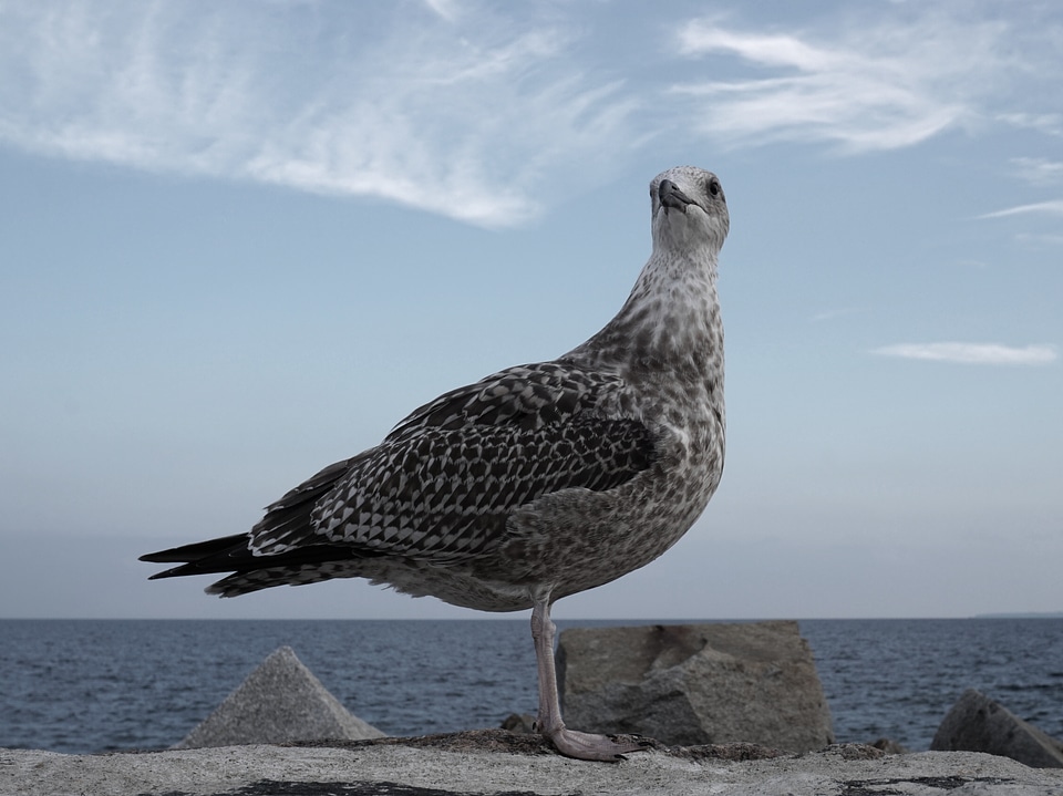 Coastal seagull herring