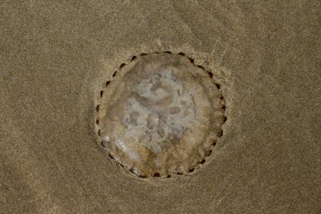 Jellyfish top view photo