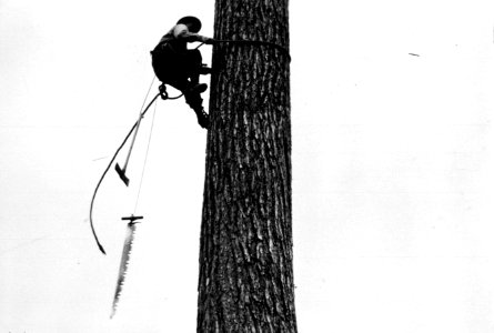 251 logging, tree topper