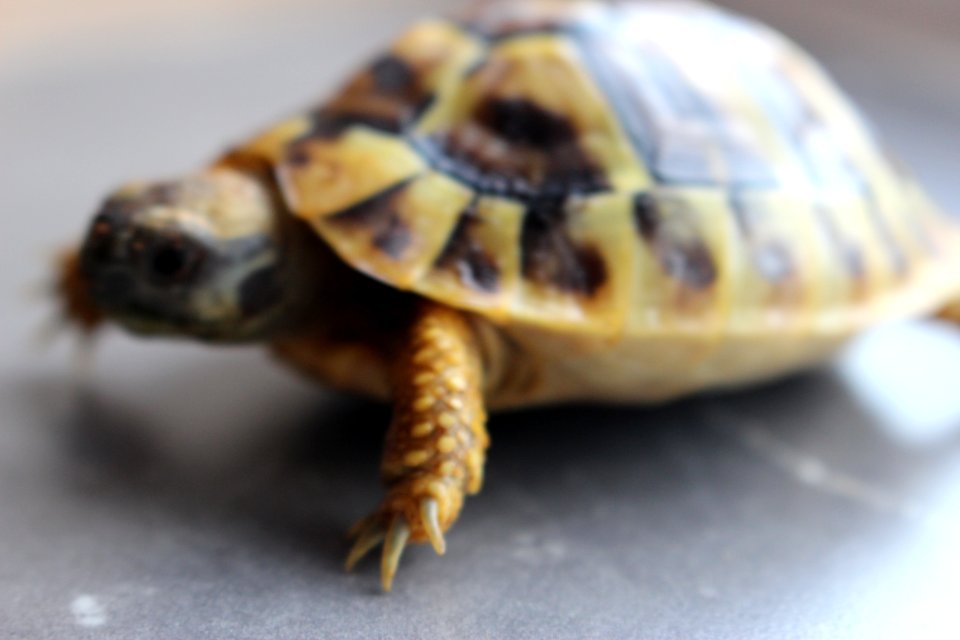 Turtle