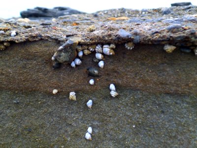 Tiny sea snails photo