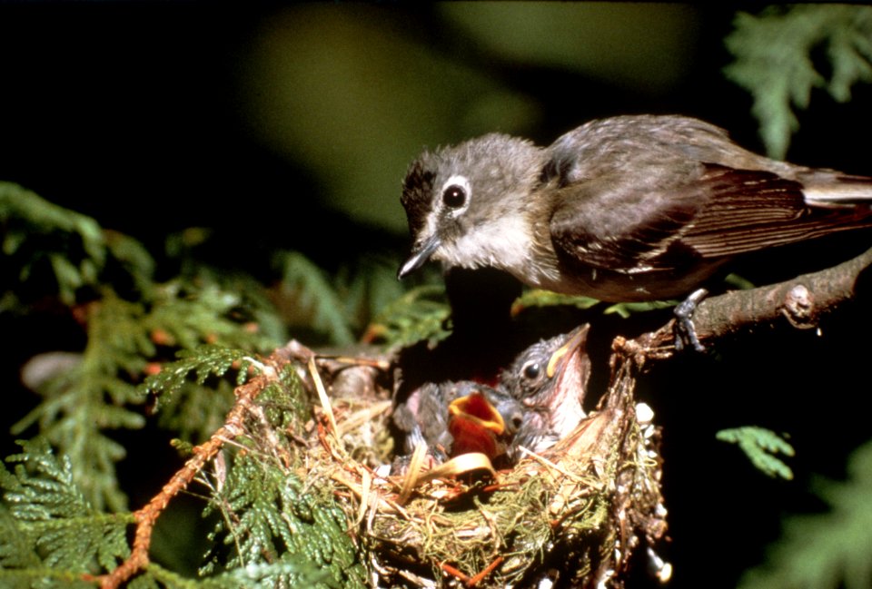 Vireo with chicks