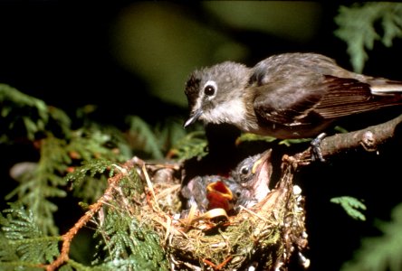 Vireo with chicks