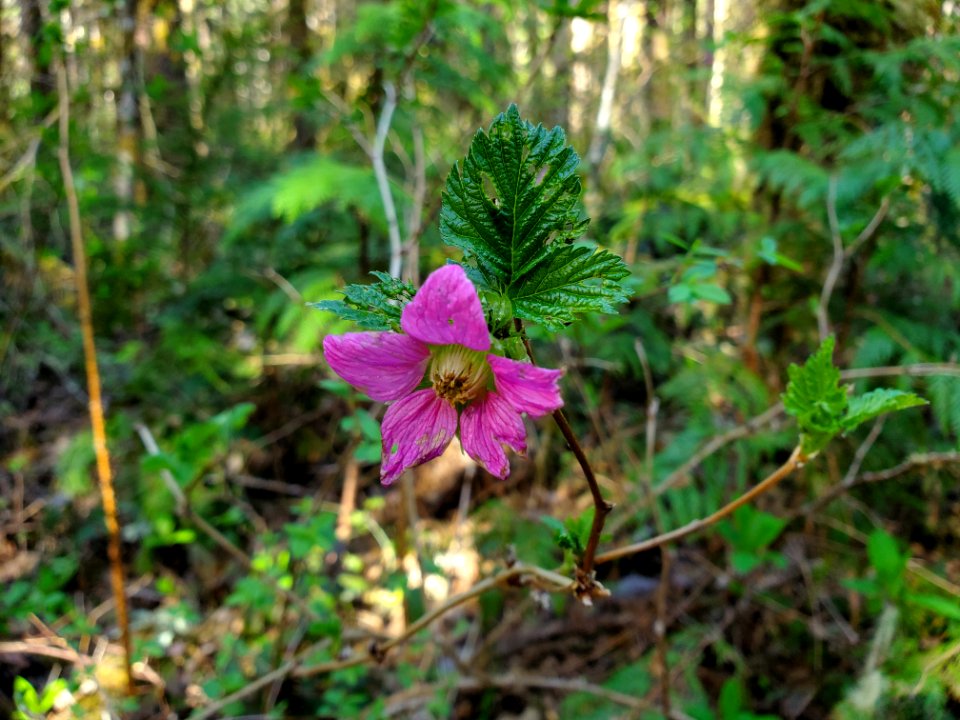 Salmonberry on the Mt. Baker-Snoqualmie National Forest. Photo by Anne Vassar April 20/21, 2021.