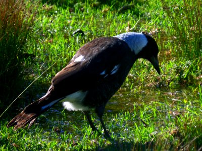 Australian magpie photo