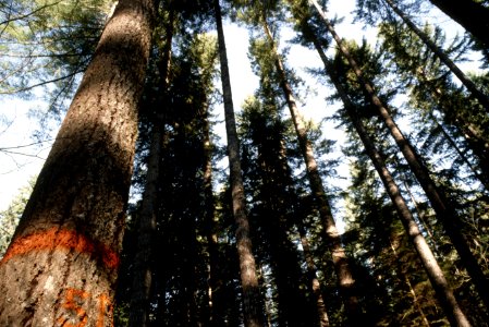Mt Hood National Forest, superior seed bearing tree.jpg