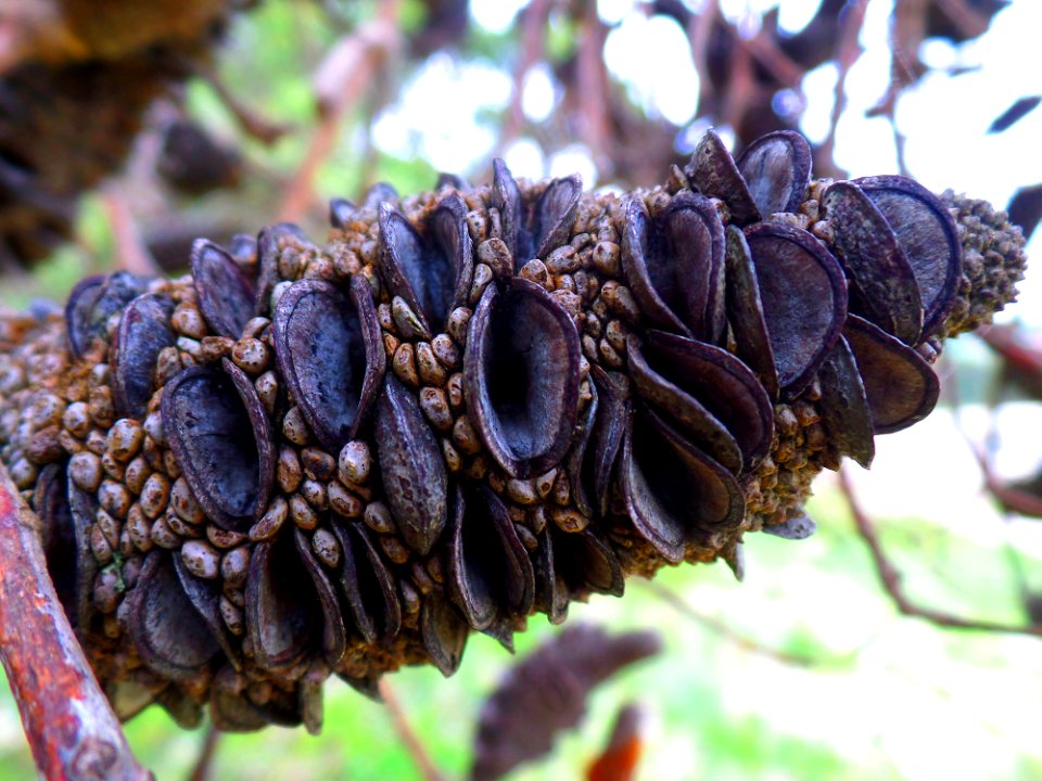 Banksia flower pod