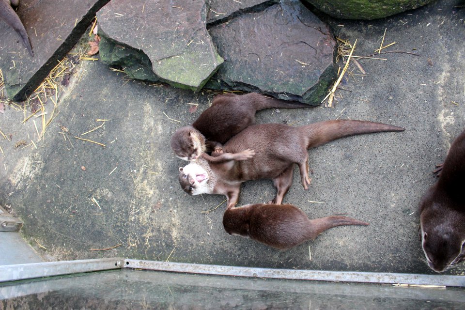 Oriental small-clawed otter