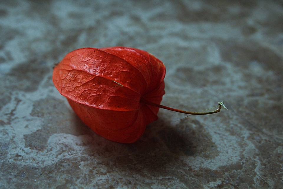Lampion seed box orange