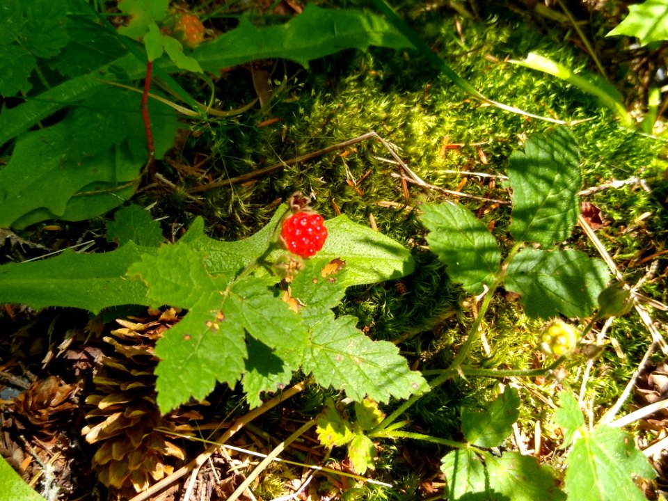 Blackberries at Verlot, Mt. Baker-Snoqualmie National Forest. Photos taken by Anne Vassar July 26, 2020