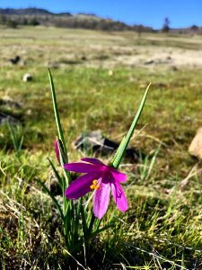 20200219 CRGNSA Grasswidow wildflower Catherine Creek by Alyssa Thornburg, USFS photo.