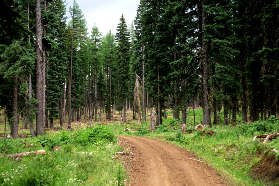 Umatilla National Forest, salvage thinning Badger TS.jpg