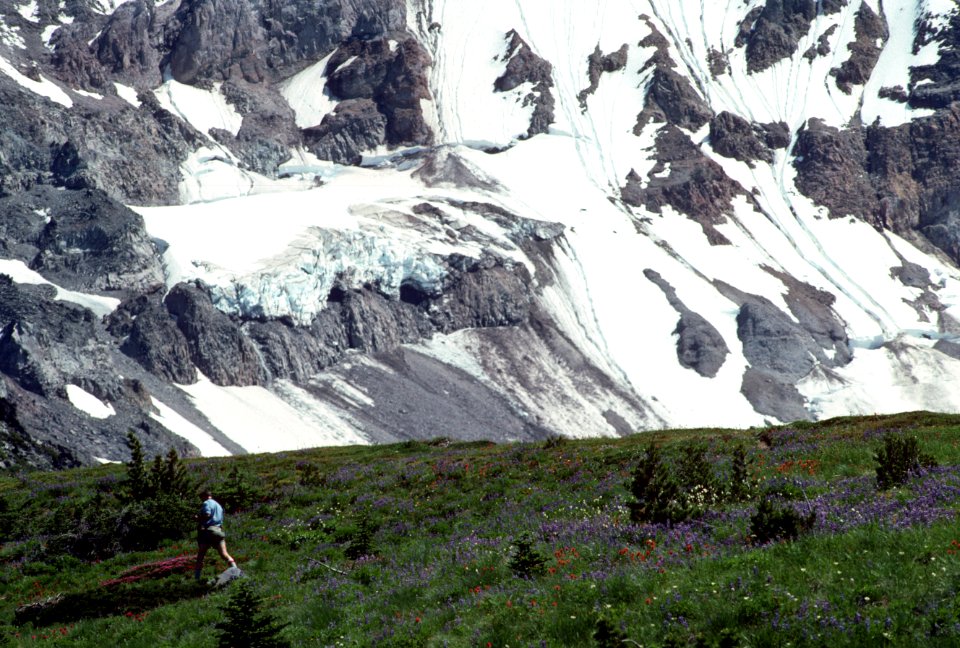 Hiker in Wildflower Field, Mt Hood National Forest.jpg