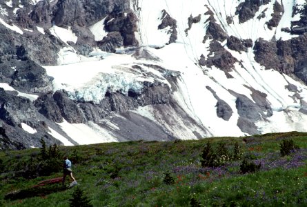 Hiker in Wildflower Field, Mt Hood National Forest.jpg