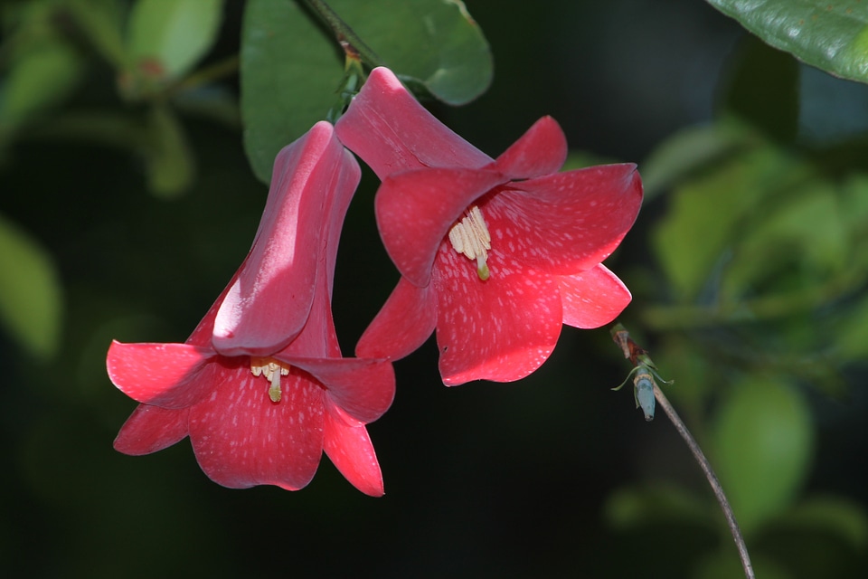 Flower nature red