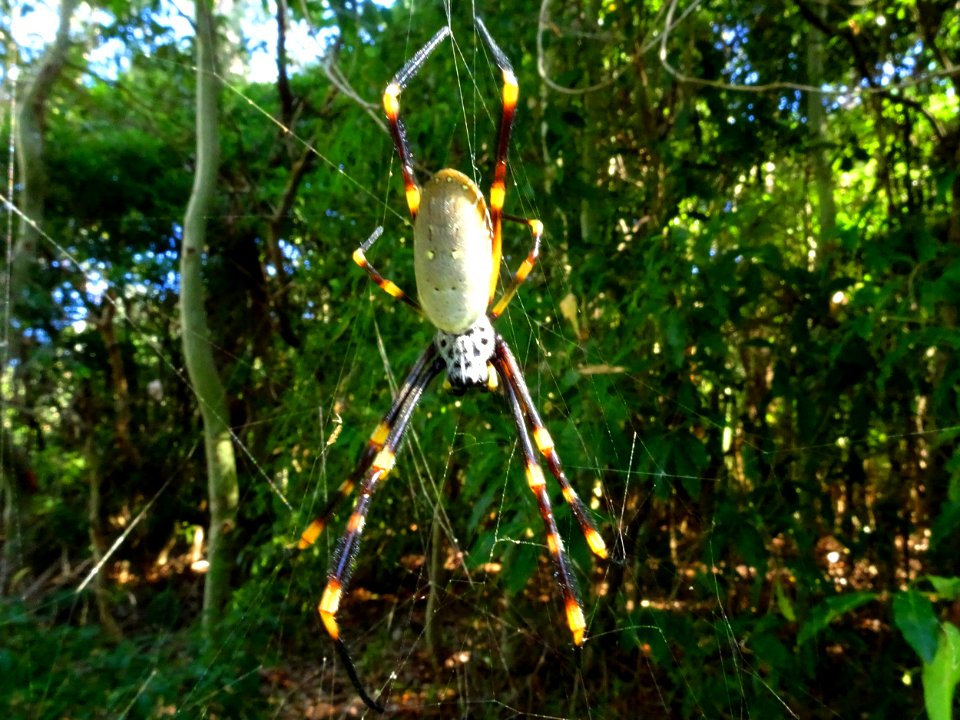 Hanging around (Golden Orb Weaver spider - top)