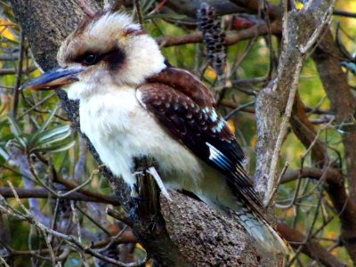 Kookaburra on patrol