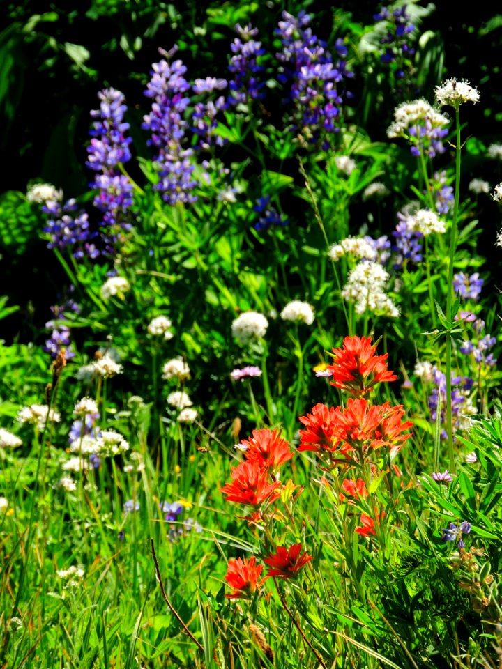 Field of Wildflowers-Unknown