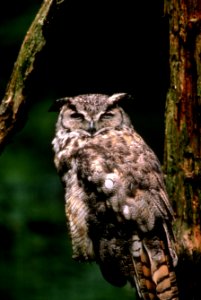 Great horned owl-2.jpg photo