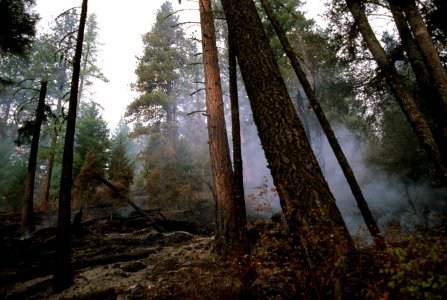 528B prescribed fire effects, Colville National Forest