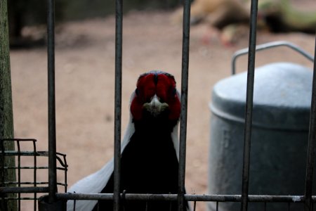 Pheasant