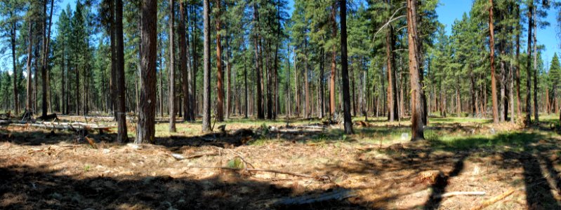 Deschutes National Forest, Glaze photo point 4  thinned.jpg