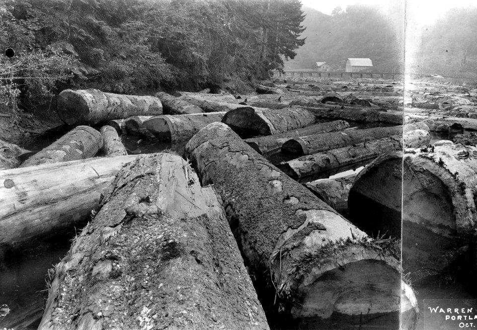 212 (maybe) Spruce Logs in Log Pond #3 of 3