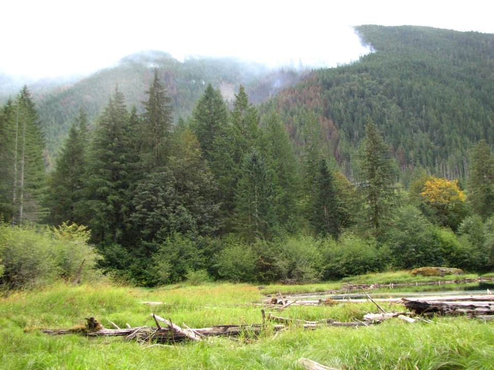 Maple fire above Hamma Hamma Beaver Pond, Olympic National Forest. Photo by Betsy Howell.