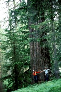 Umpqua NF - FS Dick Swartzlender & Jim Hunt at Giant D-f Tree, OR 1981
