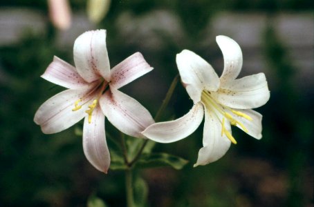 Mountain Lillies on Ollie's Ridge-Willamette