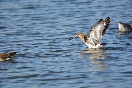 Barge à queue noire (Limosa limosa)