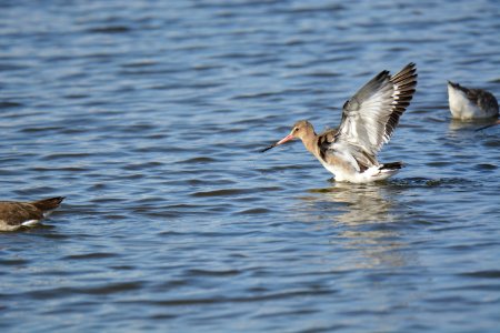 Barge à queue noire (Limosa limosa) photo