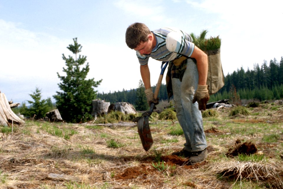 Gifford Pinchot National Forest, silviculture-4.jpg