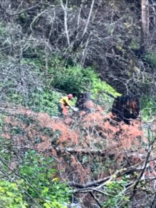 Removing hazard trees from the slopes around Multnomah Falls, Columbia River Gorge National Scenic Area photo