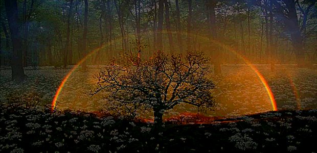 la rinascita…..   della vita