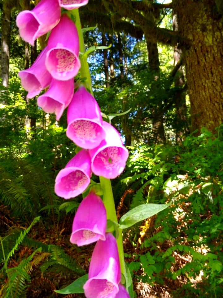 Foxgloves at the Verlot Service Center, Mt. Baker-Snoqualmie National Forest. Photos by Anne Vassar, June 22, 2020.