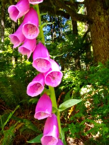 Foxgloves at the Verlot Service Center, Mt. Baker-Snoqualmie National Forest. Photos by Anne Vassar, June 22, 2020. photo