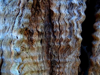 Wavy tree bark photo