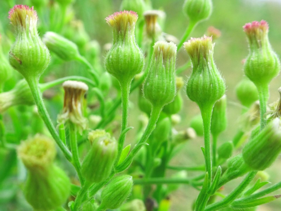 In the green