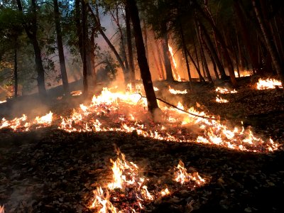 Fire Effects on Garner Complex