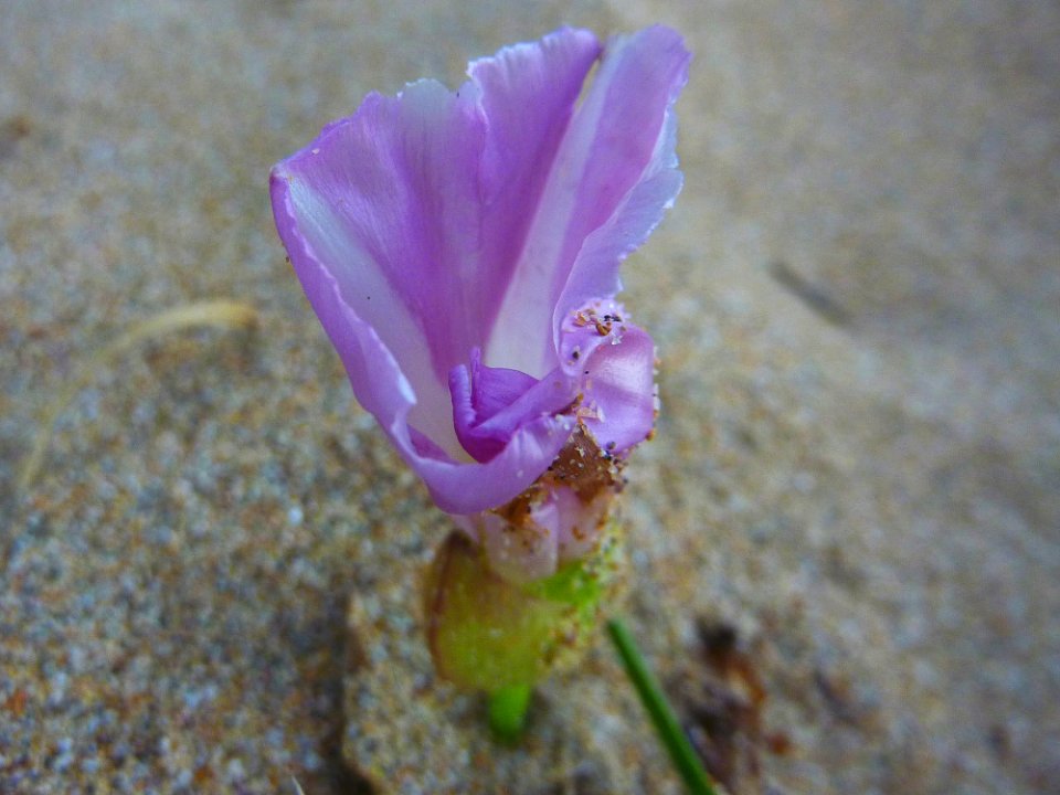 Beach flower