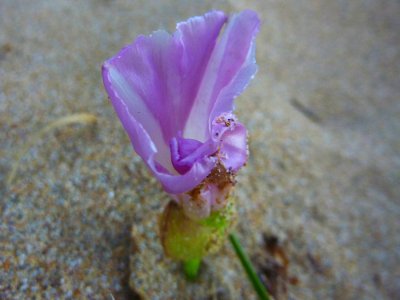Beach flower photo