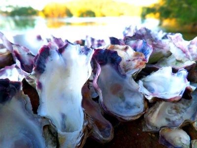 Oyster shells photo