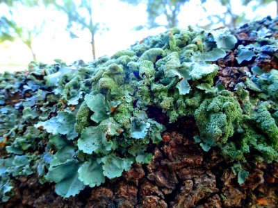 Lovely lichen