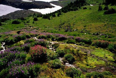 Wildflowers and Stream, Mt Hood National Forest.jpg photo
