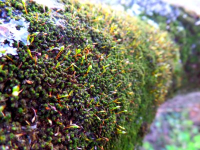 Mossy tree photo