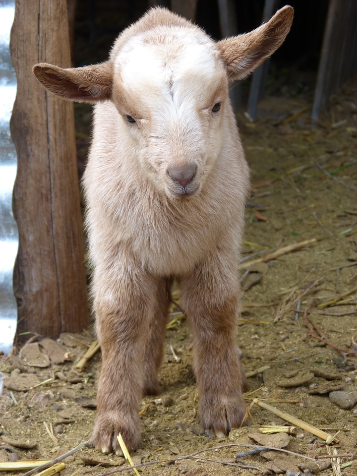 Breeding newborn teddy